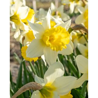 Compra NARCISOS FEBRUARY SILVER (100 Unid.). en la tienda online Fito Agrícola