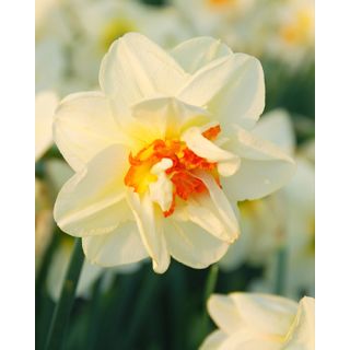 Compra NARCISOS FLOWER DRIFT (100 Unid.). en la tienda online Fito Agrícola