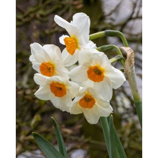 Compra NARCISOS GERANIUM (Unid.). en la tienda online Fito Agrícola