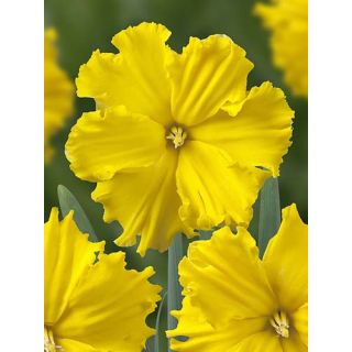 Compra NARCISOS GOLD DISC (100 Unid.). en la tienda online Fito Agrícola