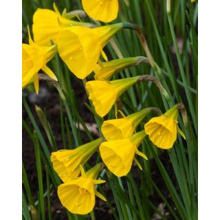 Compra NARCISOS GOLDEN BELLS (100 Unid.). en la tienda online Fito Agrícola