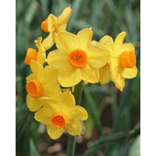 Compra NARCISOS GRAND SOLEIL D'OR (100 Unid.). en la tienda online Fito Agrícola