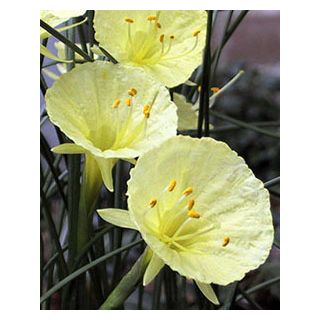 Compra NARCISOS JULIA JANE (100 Unid.). en la tienda online Fito Agrícola