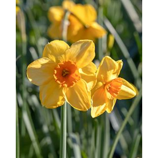 Compra NARCISOS KEDRON (100 Unid.). en la tienda online Fito Agrícola