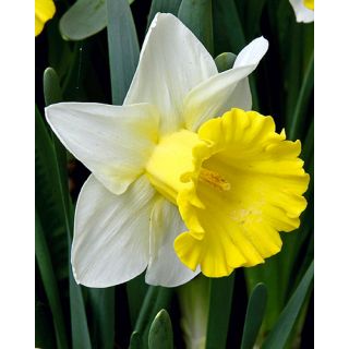 Compra NARCISOS LAS VEGAS (100 Unid.). en la tienda online Fito Agrícola