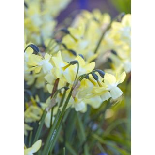 Compra NARCISOS MOONLIGHT SENSATION (100 Unid.). en la tienda online Fito Agrícola