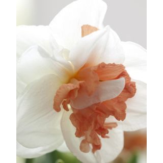 Compra NARCISOS MY STORY (100 Unid.). en la tienda online Fito Agrícola