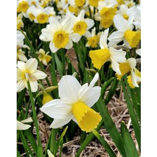 Compra NARCISOS PRE PARTY (100 Unid.). en la tienda online Fito Agrícola