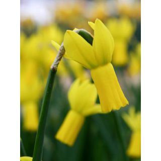 Compra NARCISOS RAPTURE (100 Unid.). en la tienda online Fito Agrícola