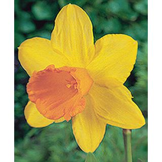 Compra NARCISOS RED DEVON (100 Unid.). en la tienda online Fito Agrícola