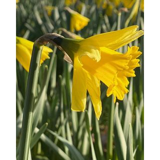 Compra NARCISOS RIJNVELDS EARLY SENSATION (100 Unid.). en la tienda online Fito Agrícola