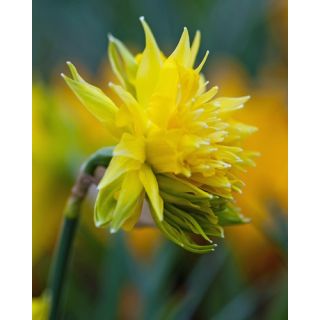 Compra NARCISOS RIP VAN WINKLE (100 Unid.). en la tienda online Fito Agrícola