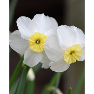 Compra NARCISOS SEGOVIA (100 Unid.). en la tienda online Fito Agrícola