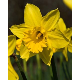 Compra NARCISOS STANDARD VALUE (100 Unid.). en la tienda online Fito Agrícola