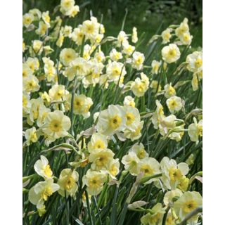 Compra NARCISOS SUN DISC (100 Unid.). en la tienda online Fito Agrícola