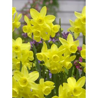 Compra NARCISOS SUNLIGHT SENSATION (100 Unid.). en la tienda online Fito Agrícola