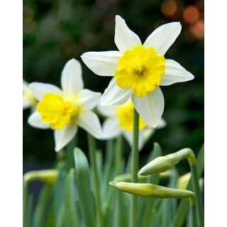 Compra NARCISOS TOPOLINO (100 Unid.). en la tienda online Fito Agrícola