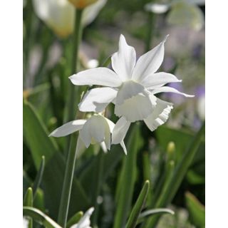 Compra NARCISOS TRIANDRUS THALIA (100 Unid.). en la tienda online Fito Agrícola