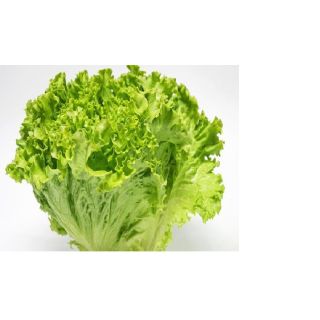 Compra LECHUGA NEGEV Pildorada (25.000 Semillas) en la tienda online Fito Agrícola