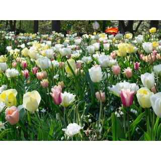 Compra NUDE & WHITE (100 Unid.). en la tienda online Fito Agrícola