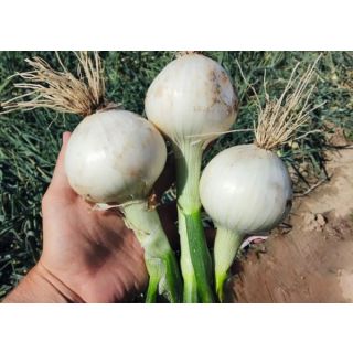 Compra CEBOLLA VIRGIN 21/23 (1 Kgr.). en la tienda online Fito Agrícola