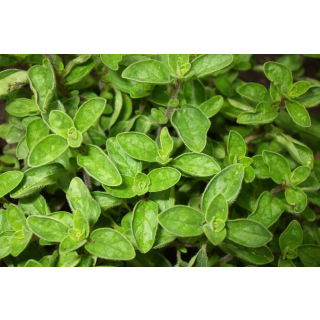 Compra ORÉGANO GRIEGO (10 gr.) en la tienda online Fito Agrícola