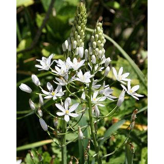 Compra ORNITHOGALUM SOCHII (50 Unid.). en la tienda online Fito Agrícola