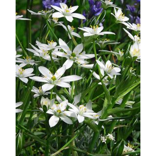 Compra ORNITHOGALUM UMBELLATUM (100 Unid.). en la tienda online Fito Agrícola