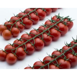 Compra TOMATE OTTYMO F1 (1000 Semillas) en la tienda online Fito Agrícola