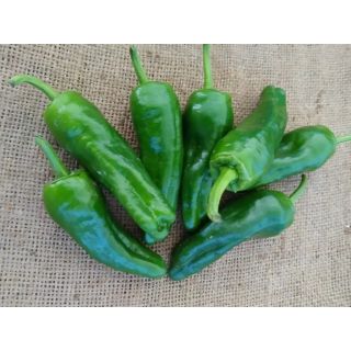 Compra PIMIENTO MÚXIA F-1 (1.000 Semillas). en la tienda online Fito Agrícola