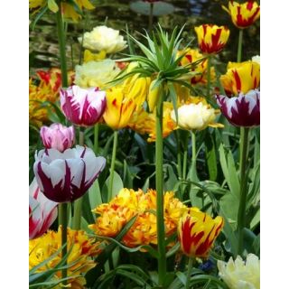 Compra PAINTERS CHOICE (100 Unid.). en la tienda online Fito Agrícola