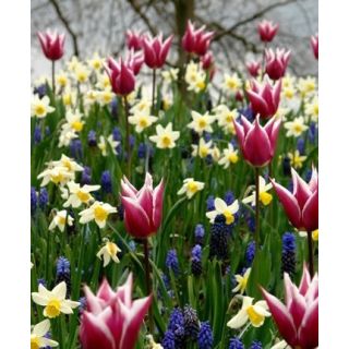 Compra PALETTE OF SPRING (100 Unid.) en la tienda online Fito Agrícola