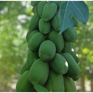 Compra PAPAYA ALICIA en la tienda online Fito Agrícola