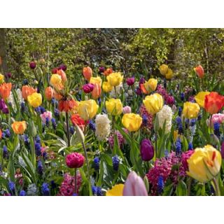 Compra PASSION (100 Unid.). en la tienda online Fito Agrícola