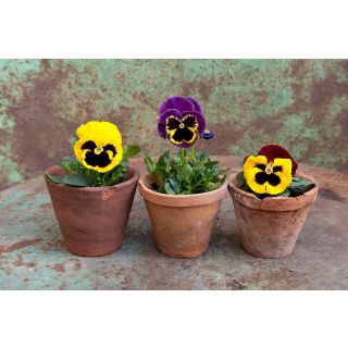 Compra PENSAMIENTO GIANT FLORIST MIX - Comestible (10 gr.). en la tienda online Fito Agrícola