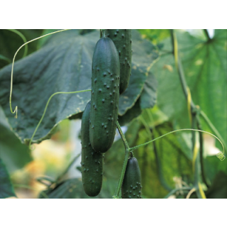 Compra PEPINO AKITO F1 ECOLÓGICO (1000 Semillas). en la tienda online Fito Agrícola