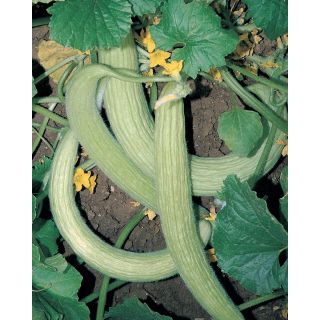 Compra PEPINO ALFICOZ TORTARELLO ABRUZZESE (tipo alficoz) (5.000 Semillas). en la tienda online Fito Agrícola