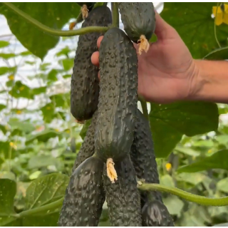 Compra PEPINO PANTANI F1 (1.000 Semillas) en la tienda online Fito Agrícola