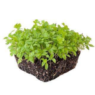 Compra PEREJIL COMÚN MICROGREENS (500 gr.). en la tienda online Fito Agrícola