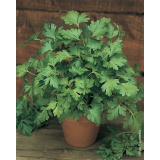 Compra PEREJIL COMUNE 2 (100.000 Semillas). en la tienda online Fito Agrícola