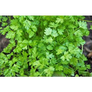 Compra PERIFOLLO COMUN Sin Tratar (1.000.000 Semillas) en la tienda online Fito Agrícola