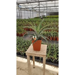 Compra PIÑA TROPICAL MD2 en la tienda online Fito Agrícola