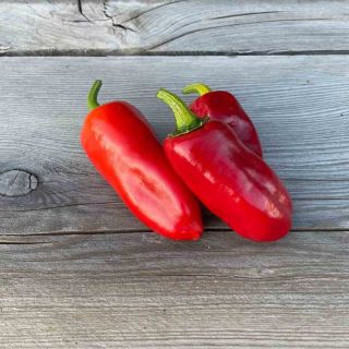 Compra PIMIENTO BRESSE AB (30 Semillas). en la tienda online Fito Agrícola