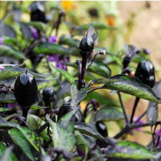 Compra PIMIENTO PURPLE AB (30 Semillas). en la tienda online Fito Agrícola