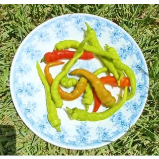 Compra GUINDILLA VASCA DULCE M11 en la tienda online Fito Agrícola