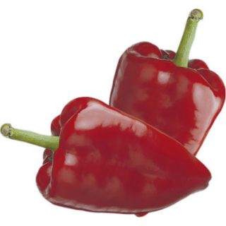 Compra PIMIENTO CORERA F-1 (500 Semillas). en la tienda online Fito Agrícola