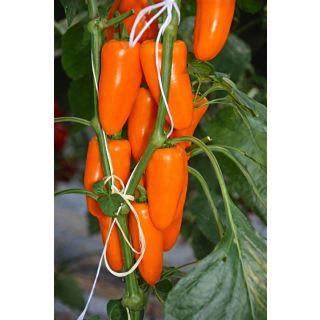 Compra PIMIENTO SNACKING (orange) F1 (1.000 Semillas). en la tienda online Fito Agrícola