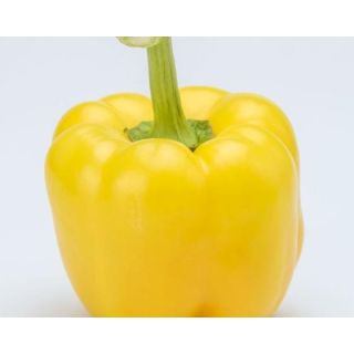 Compra PIMIENTO ARQUIMEDES F1 (1000 Semillas) en la tienda online Fito Agrícola