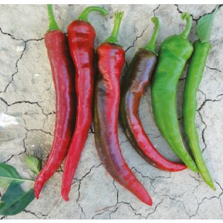 Compra PIMIENTO CORNO DI CAPRA FRANCO (1.000 Semillas). en la tienda online Fito Agrícola