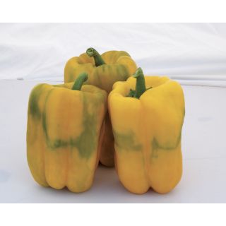 Compra PIMIENTO COSTADORO F1 (1.000 Semillas) en la tienda online Fito Agrícola